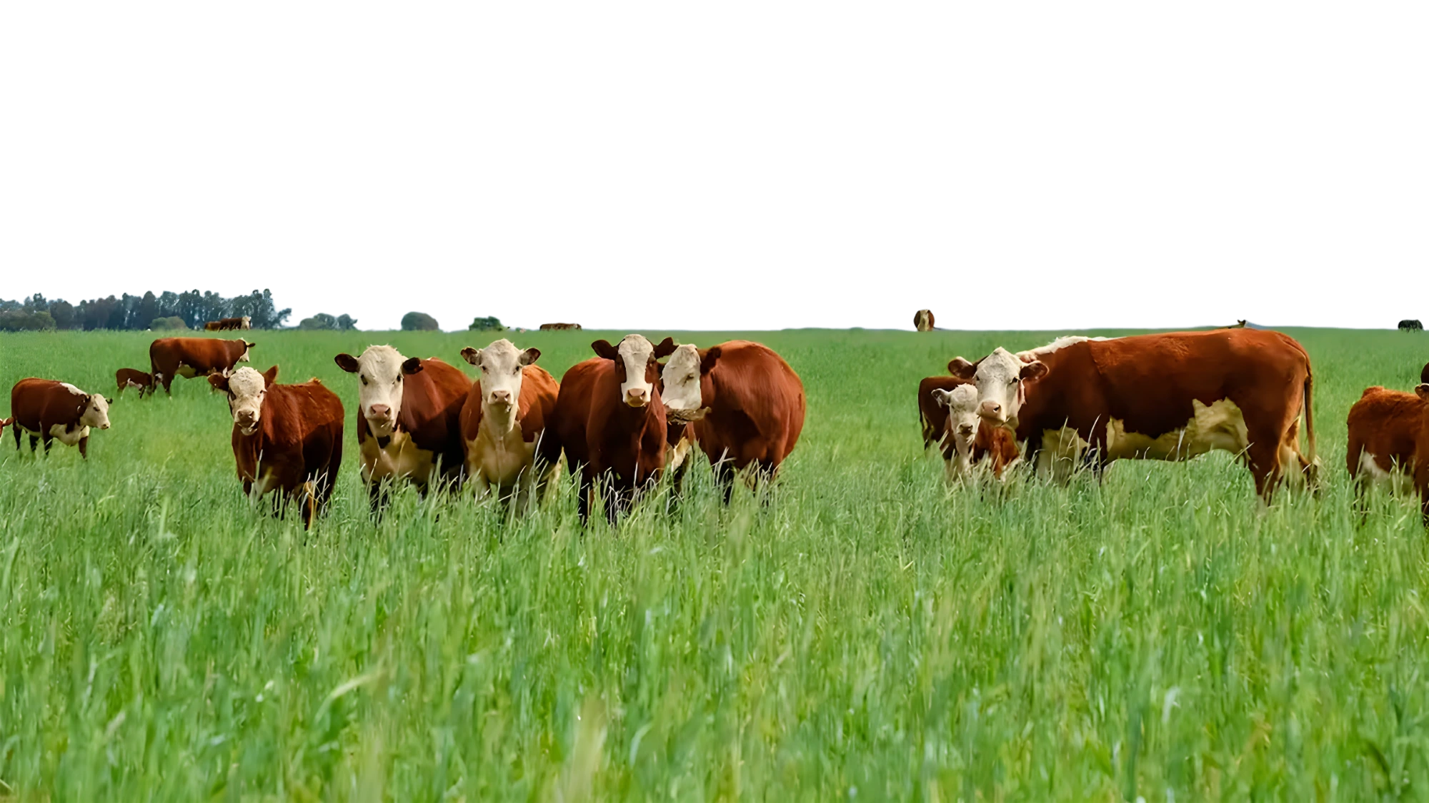 Ganado Intergan Foods